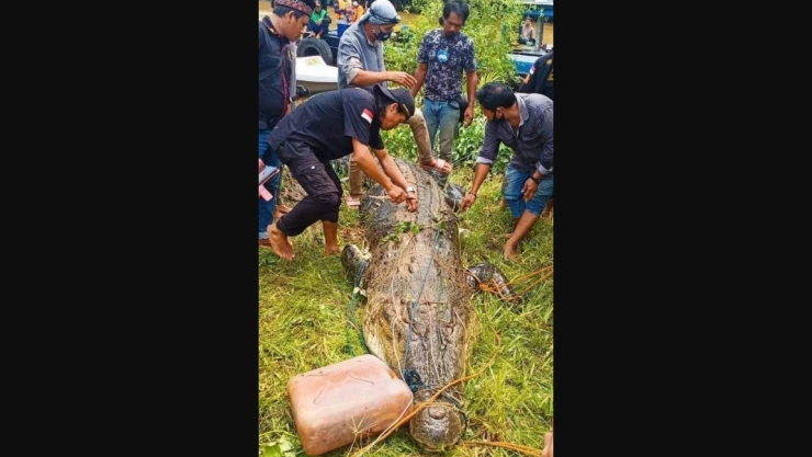 autoridades de Indonesia mataron a un cocodrilo para recuperar el cuerpo de un niño