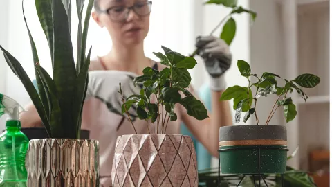 cambiar plantas de lugar