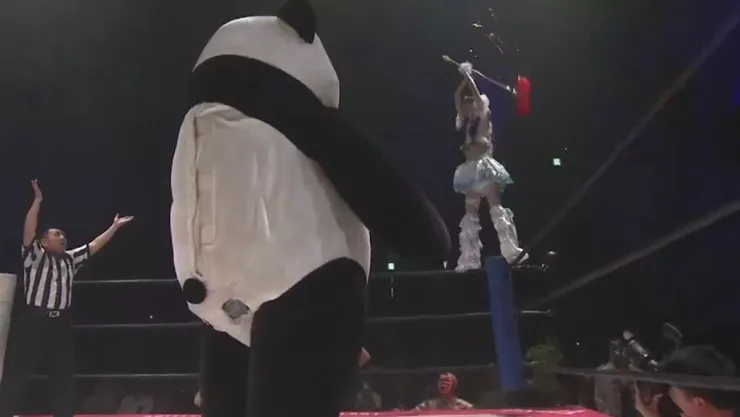 que-paso-panda-gigante-peleando-luchadora-mizuki-video