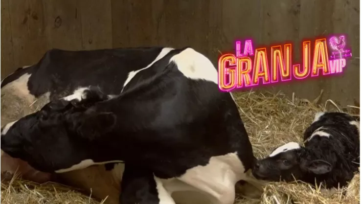 La dinámica de Adame para nombrar a la becerrita que nació en La Granja VIP.