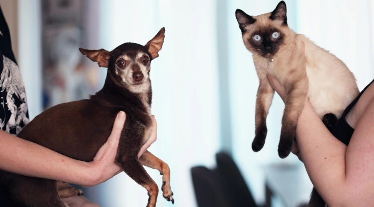¿Cómo denunciar maltrato animal en CDMX? Estos son los pasos a seguir