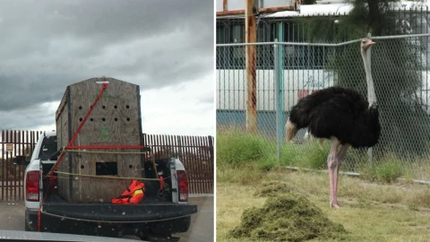 _Avestruz del Parque Xochipilli Celaya es trasladada a Querétaro jueves 9 octubre 2025.png