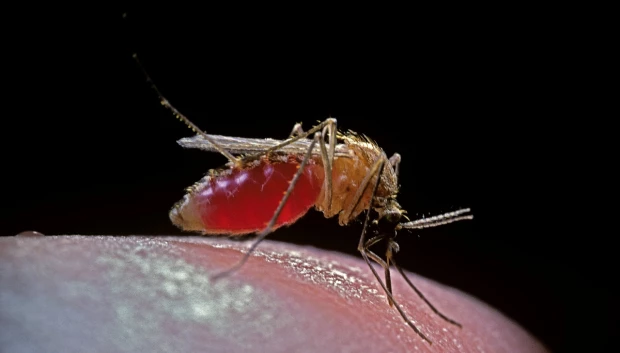 Los cuatro colores que los mosquitos aman y por los que te persiguen: Estudio