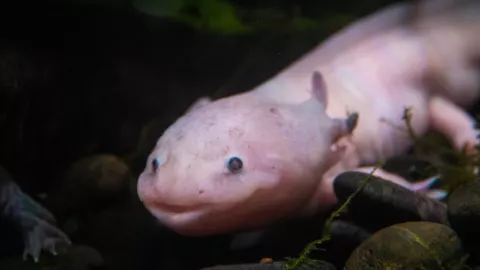 Ajolote mexicano luminscente llega al festival Burning Man 2023