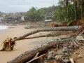 Testigo del huracán: Una palmera derribada por “Erick” en la costa de San Agustinillo.