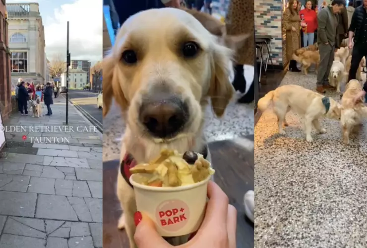 Cafetería de Inglaterra pensada para que perros