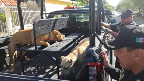 Muere abuelita tras sufrir ataque de perros pitbull en Progreso