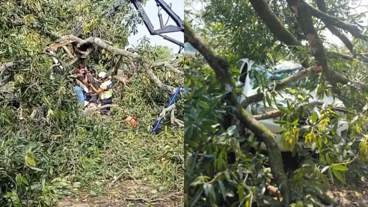 ¡Les cayó encima! Árbol de mango aplasta camioneta donde descansaban cortadores de caña, en Yanga