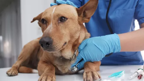 Enfermedad respiratoria en perros