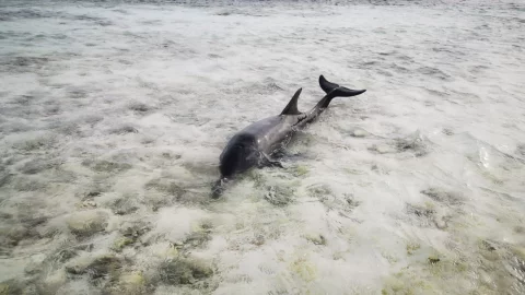 delfin encallado yucatan