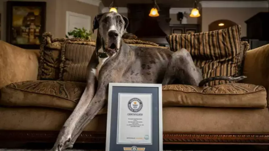 Perro Zeus.