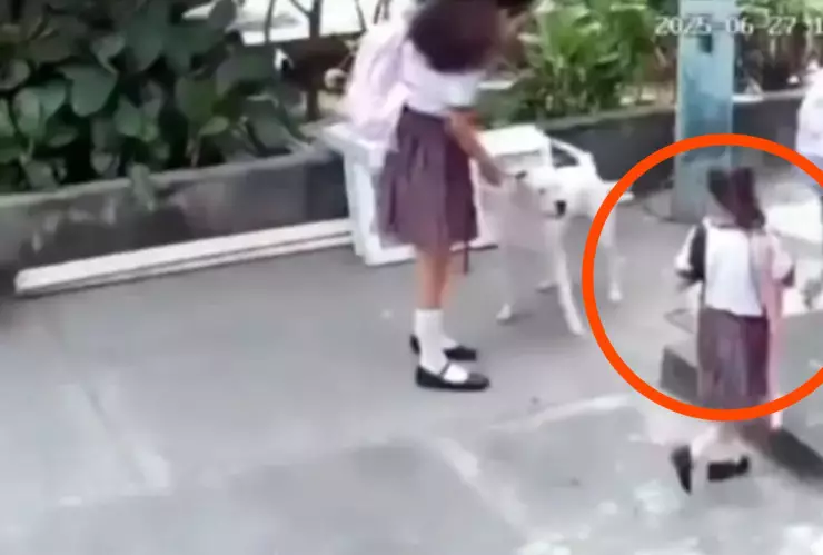 Perro pitbull ataca a niña de 4 años en Ecuador al regresar de la escuela (VIDEO)