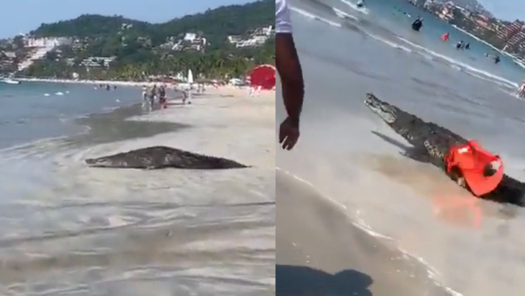 cocodrilo en playa la ropa zihuatanejo