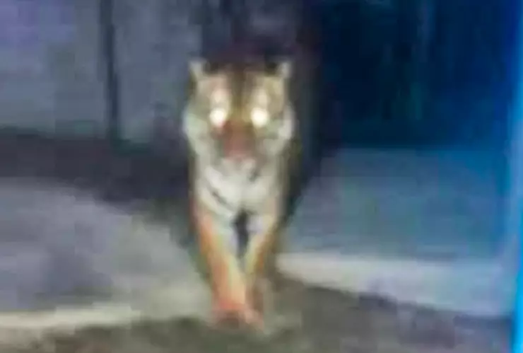 Tigre suelto en Álvaro Obregón