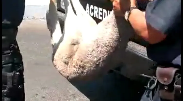 CANGURO ESCAPÓ DEL ECOPARC