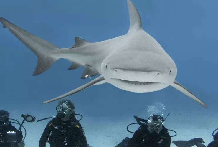 ¿Quieres bucear con el tiburón toro?|La temporada está por iniciar