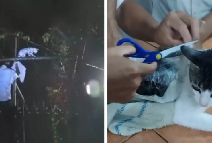 “gato contrabandista”