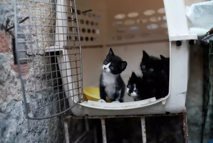 Cuba aprueba ley contra el maltrato de los animales