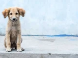 asesino serial de perros en Bosque de Nativitas sigue libre