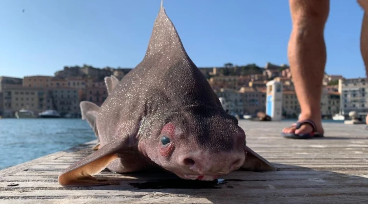 tiburón-cerdo.jpg