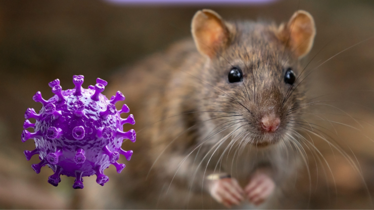 Posible brote de hantavirus en crucero deja muertos.