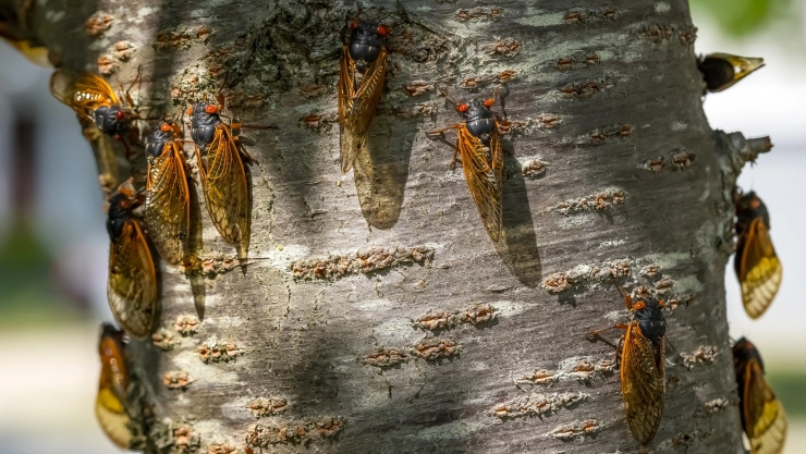Cigarras colgadas de un árbol
