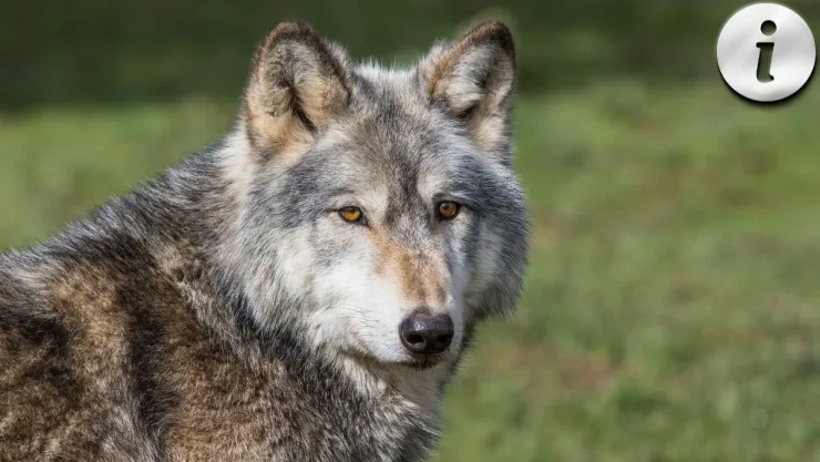 Lobo Gris Mexicano Cómo esta especie en peligro salva los ríos y bosques.jpg