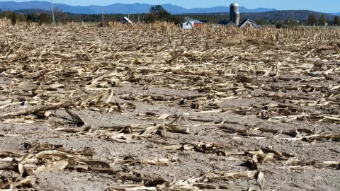 La sequía se extiende desde el norte de Florida hasta el sureste de la región de los Grandes Lagos. Gran parte de Texas y el suroeste también están secos. Imagen: PxHere