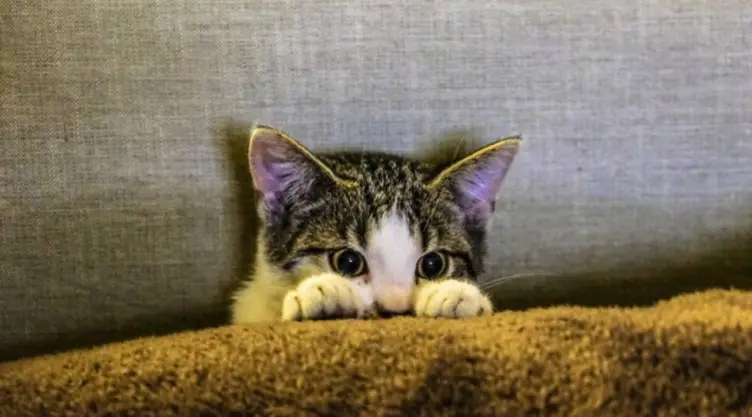 gato arañazo esquizofrenia .jpg