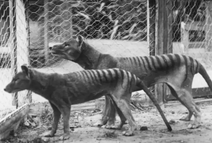 científicos australianos buscan resucitar el tigre de tasmania con un ratón.jpg