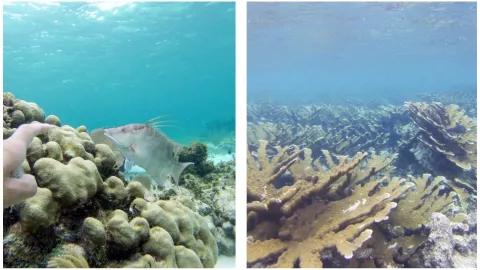 puerto morelos arreciife