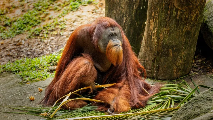 Día Mundial del Orangután: 5 datos curiosos sobre este primate