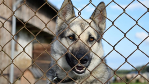 perro-amarrar-texas