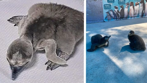¡Nuevos integrantes! Nacen bebés pingüinos en el Zoo León