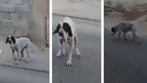 perrito estafador finge estar lastimado de una patita para poder recibir un bolillo.jpg