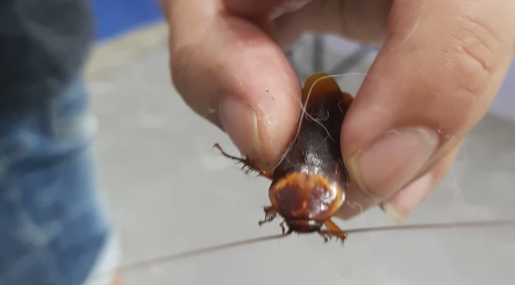 cucaracha-herida- (1).jpg