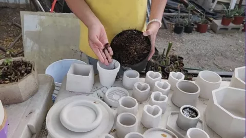 Camila vende plantas en Culiacán