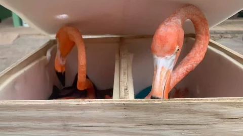 profepa-flamencos-merida-yucatan-