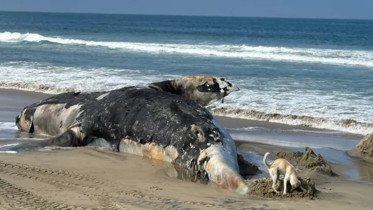 Aparece ballena muerta en playas de Tijuana, Baja California; ¿qué fue lo que le pasó?