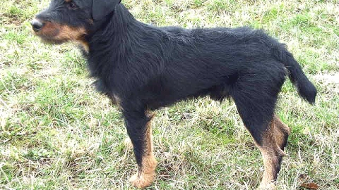 Perro, kilómetros, casa a.jpg