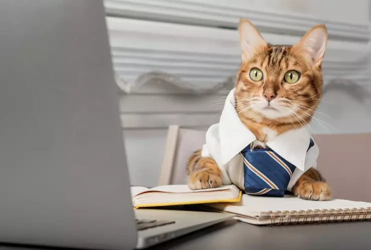 Ing Miauricio gato.jpg