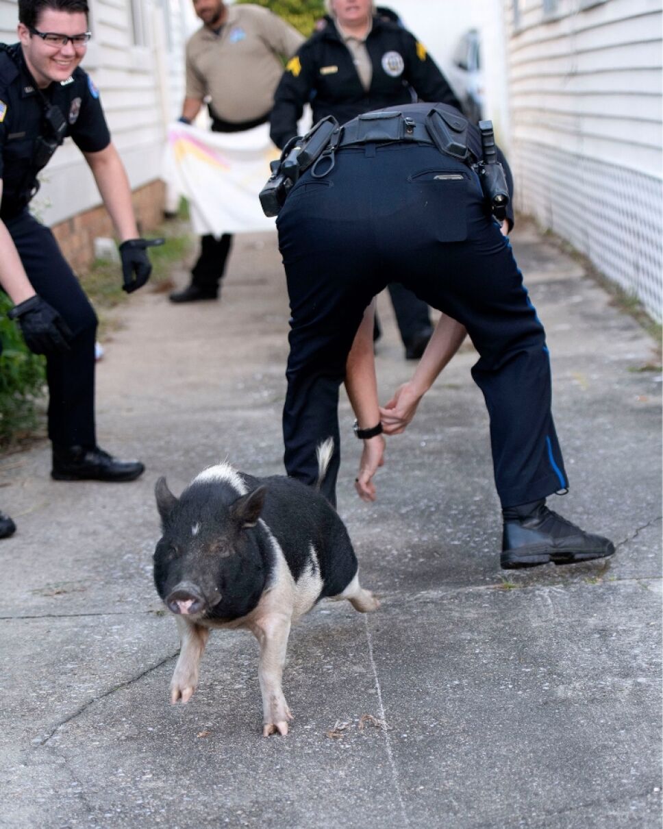 Cerdo_policía_Pensacola_ (1).jpg