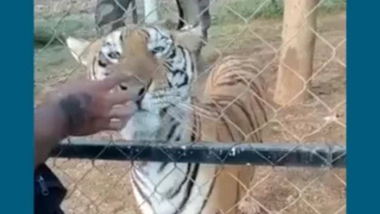 muere hombre tigre mordedura.jpg