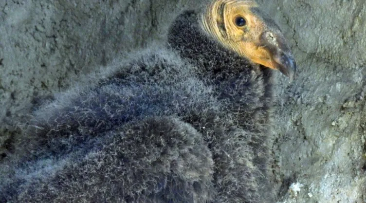 polluelos-condor-chapultepec.jpg
