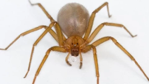 araña violinista sintomas