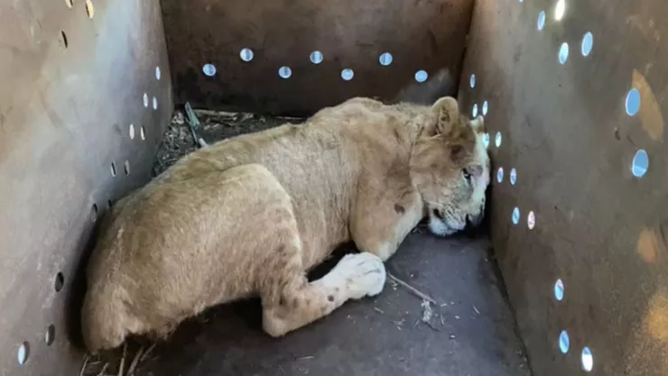 Rescatan león africano en El Fuerte