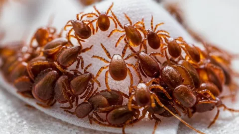 numerosas garrapatas agrupadas en un pequeño trozo de tela blanca