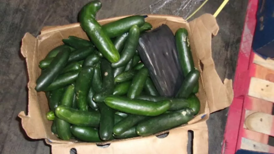 Pepinos decomisadoscon droga