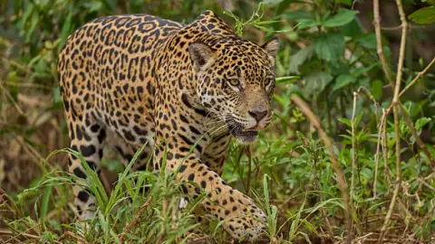 Jaguar