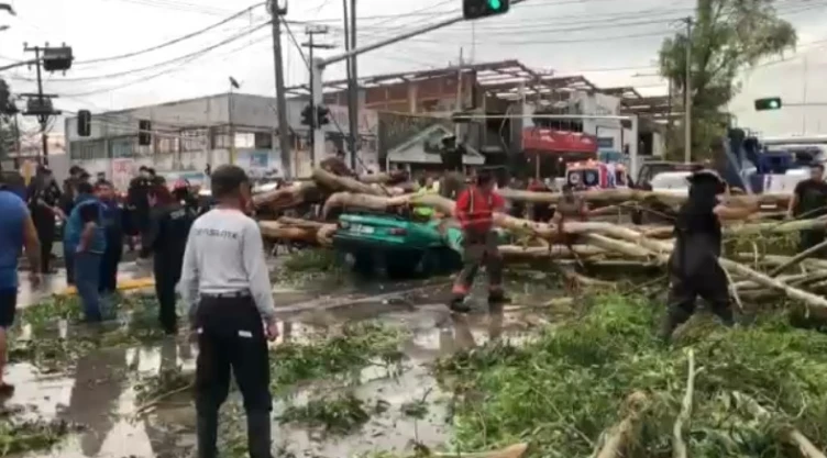 cae arbol muere hombre ecatepec.jpg
